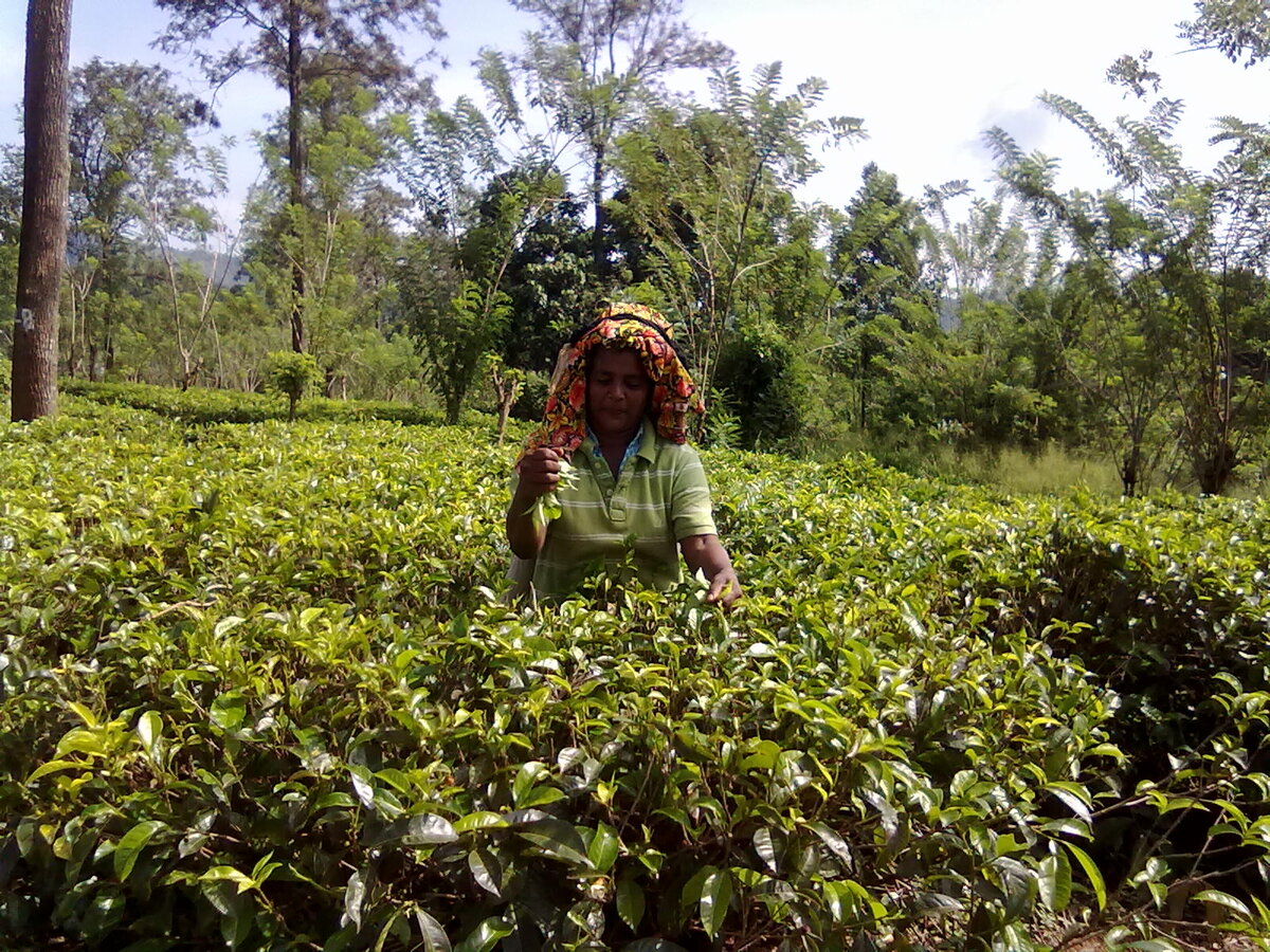 Чайные плантации в Шри-Ланке