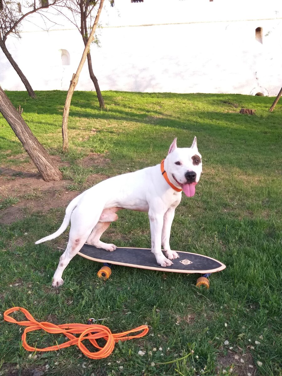 Позирует для вас) Поставьте лайк красавчику 🧡