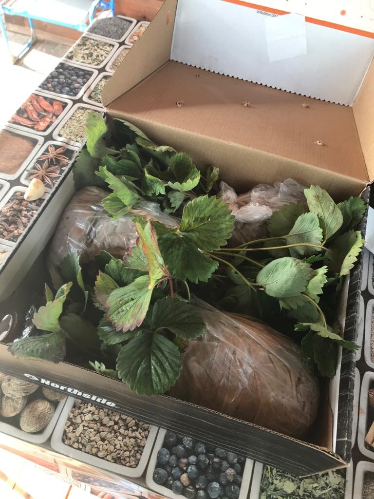 Упаковка для клубники- коробка от обуви. Кустики уложены "валетом".