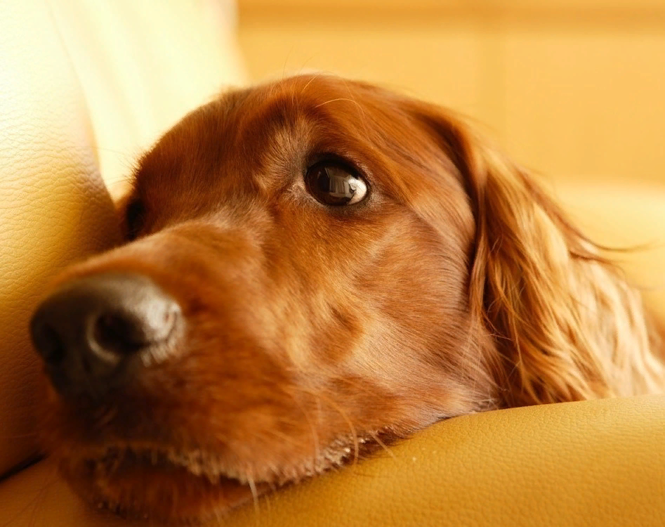 Очень трудно было выбрать на просторах интернета карточку с фотографией обиженной собаки для статьи. Они все выразительные. 