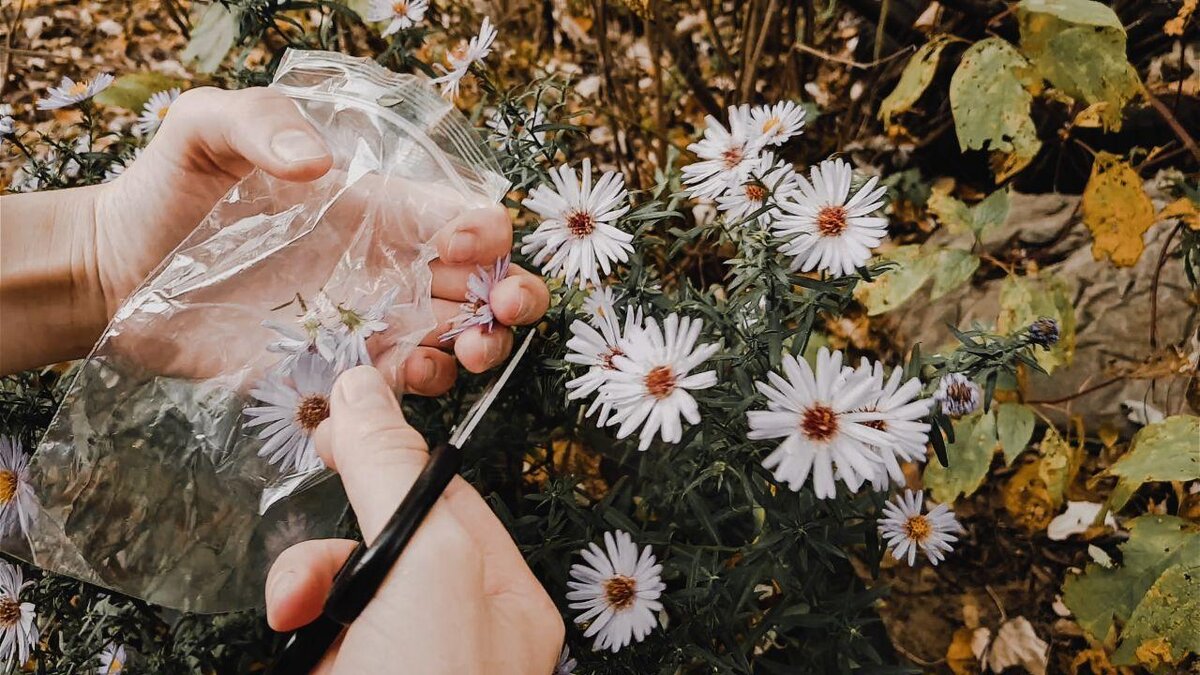 Срезаем необходимые цветы