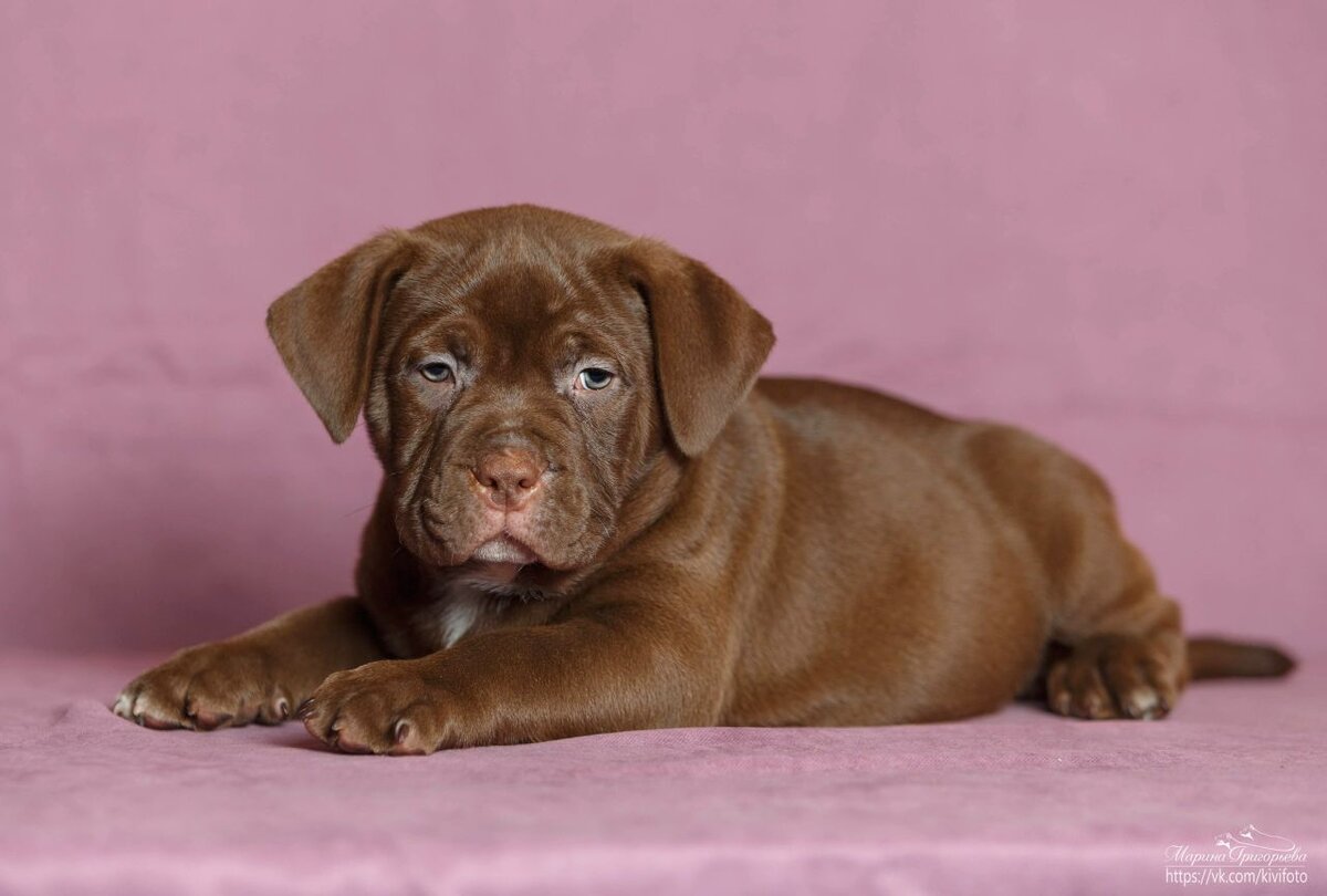 Американский булли Честер.