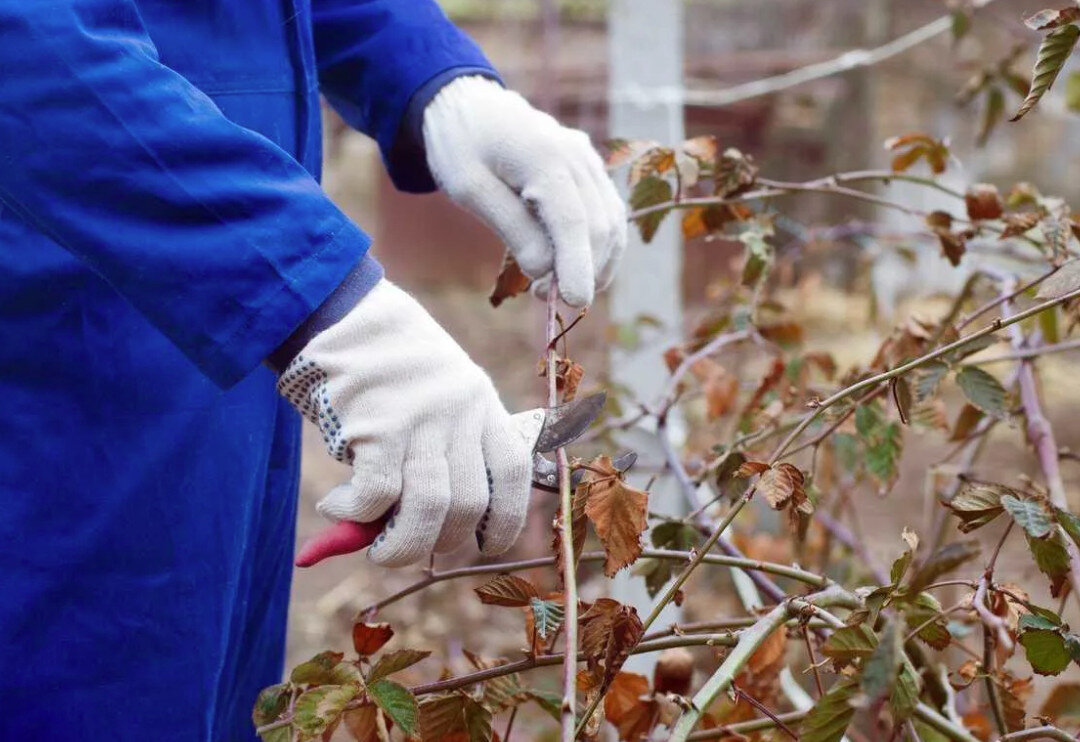 Подготовка многолетних растений к зиме. Фото взято из открытых источников.