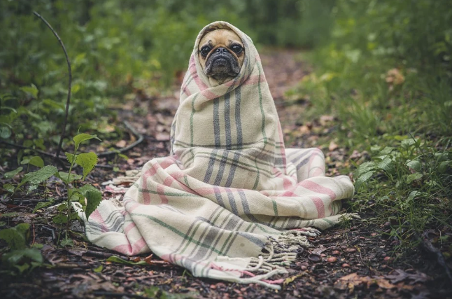 Источник фото - pixabay.com