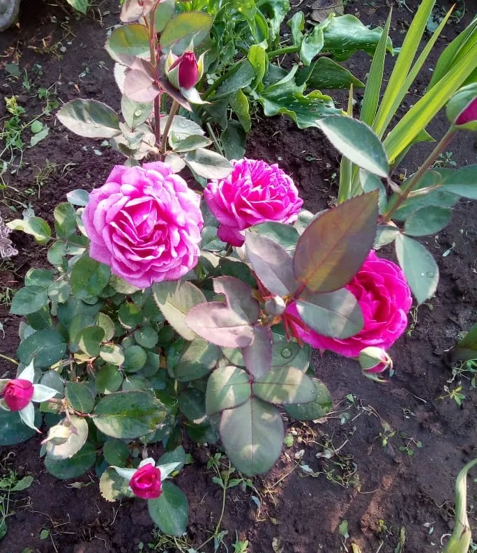 На заднем плане виднеются гладиолусы и каллы - фото автора