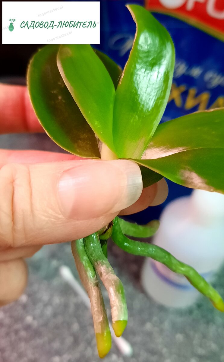 Вот героиня статьи