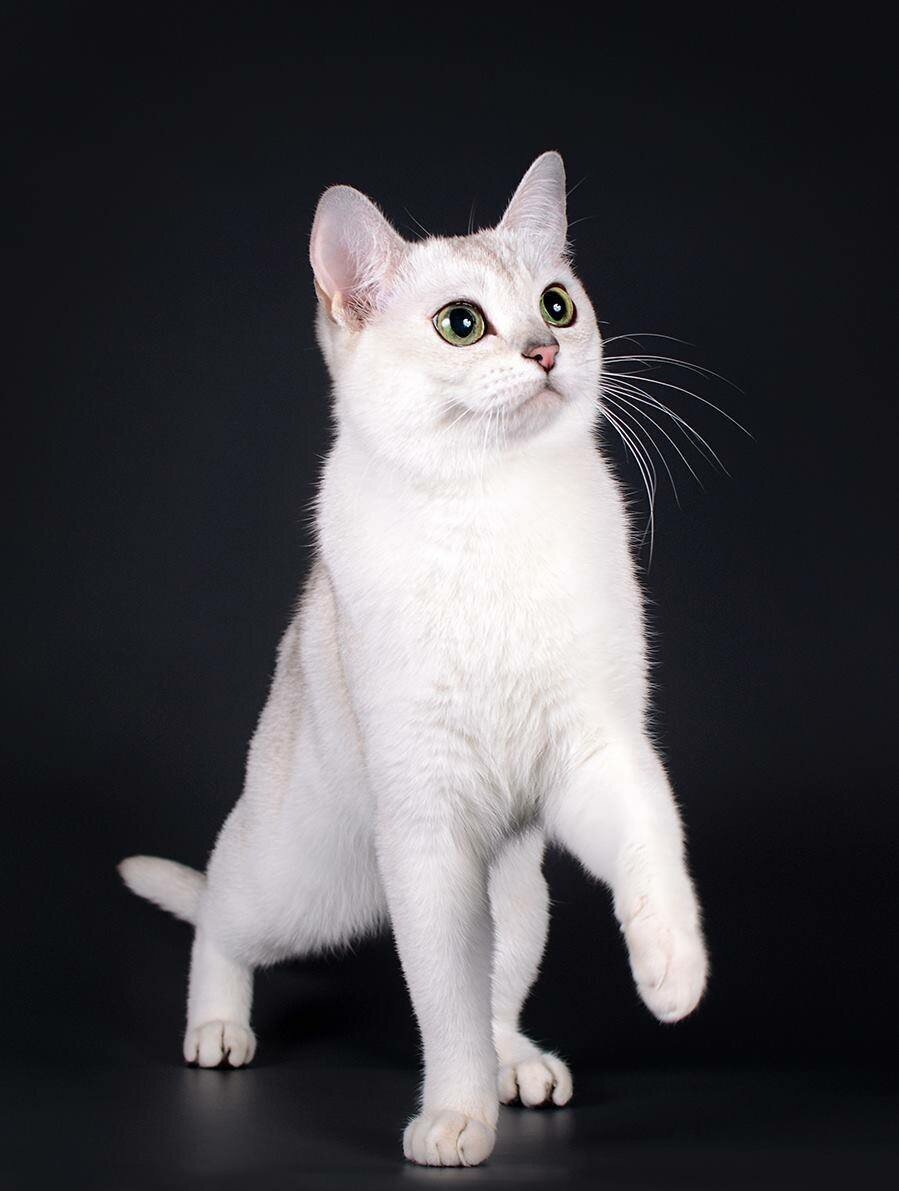 Фото бурмиллы