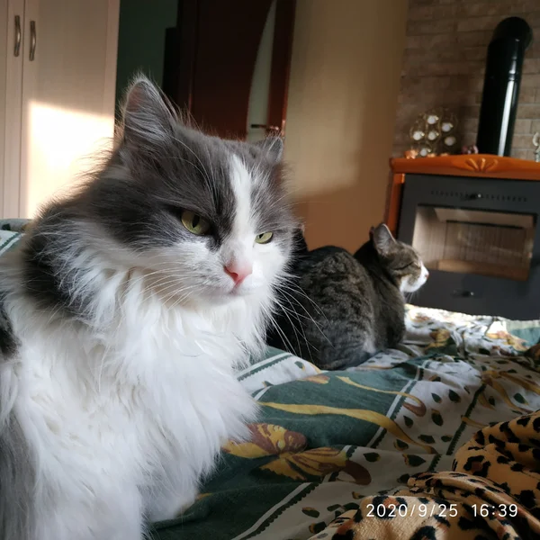 Две мои кошки из трех.