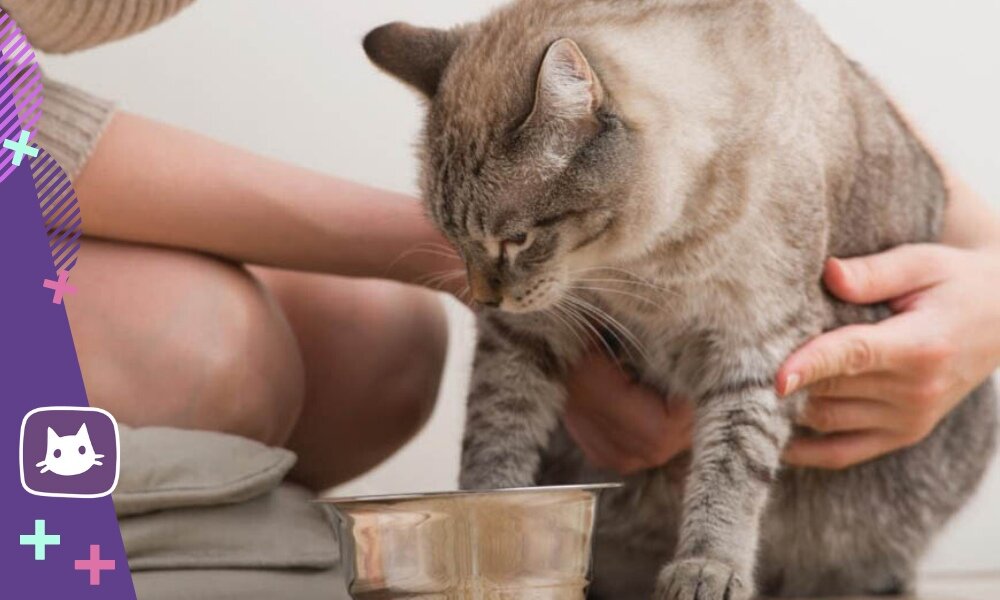 🐱Можно ли кормить кошек домашней едой | Нос, хвост, лапы | Дзен