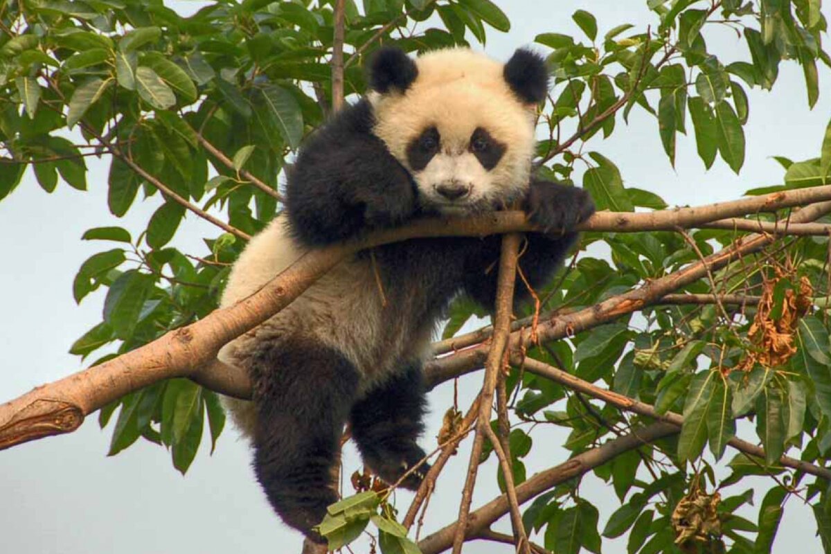 Great panda. Панда бамбуковый медведь. Бамбуковые панды китайские. Большая бамбуковая Панда. Китай Панда бамбук.