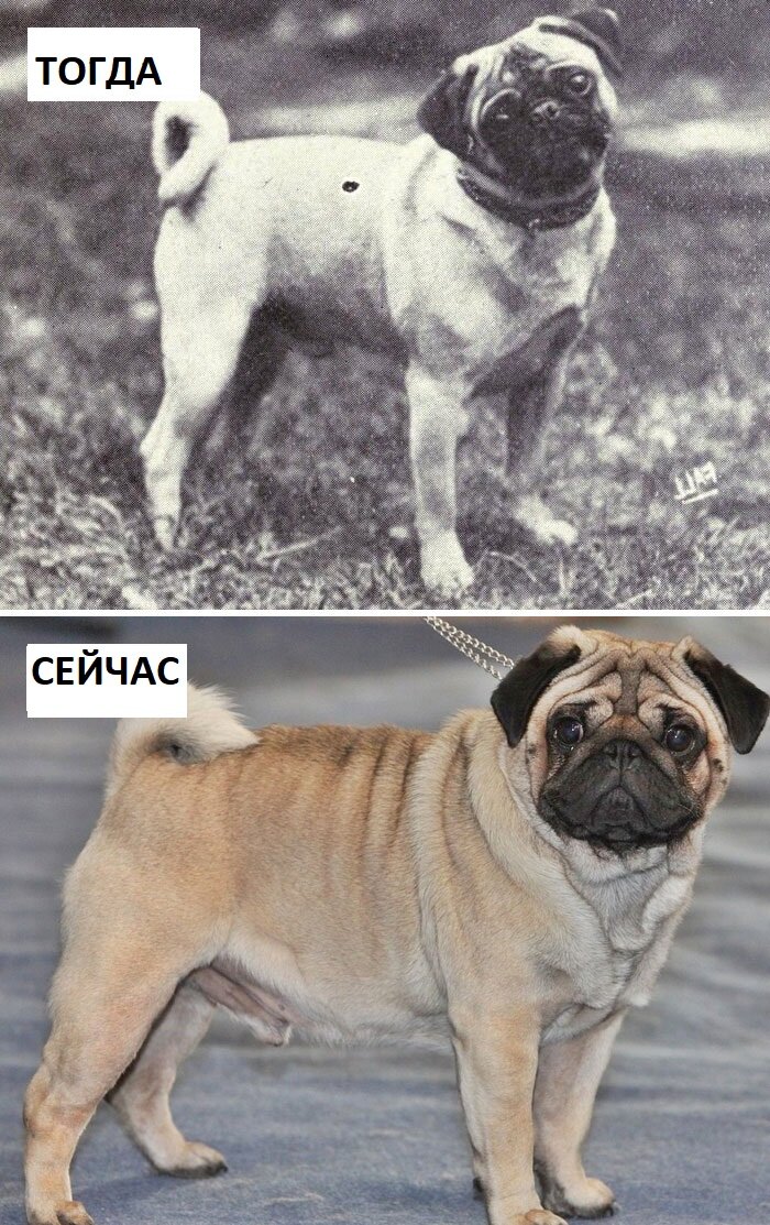 Источник изображения:  dogsofallnations