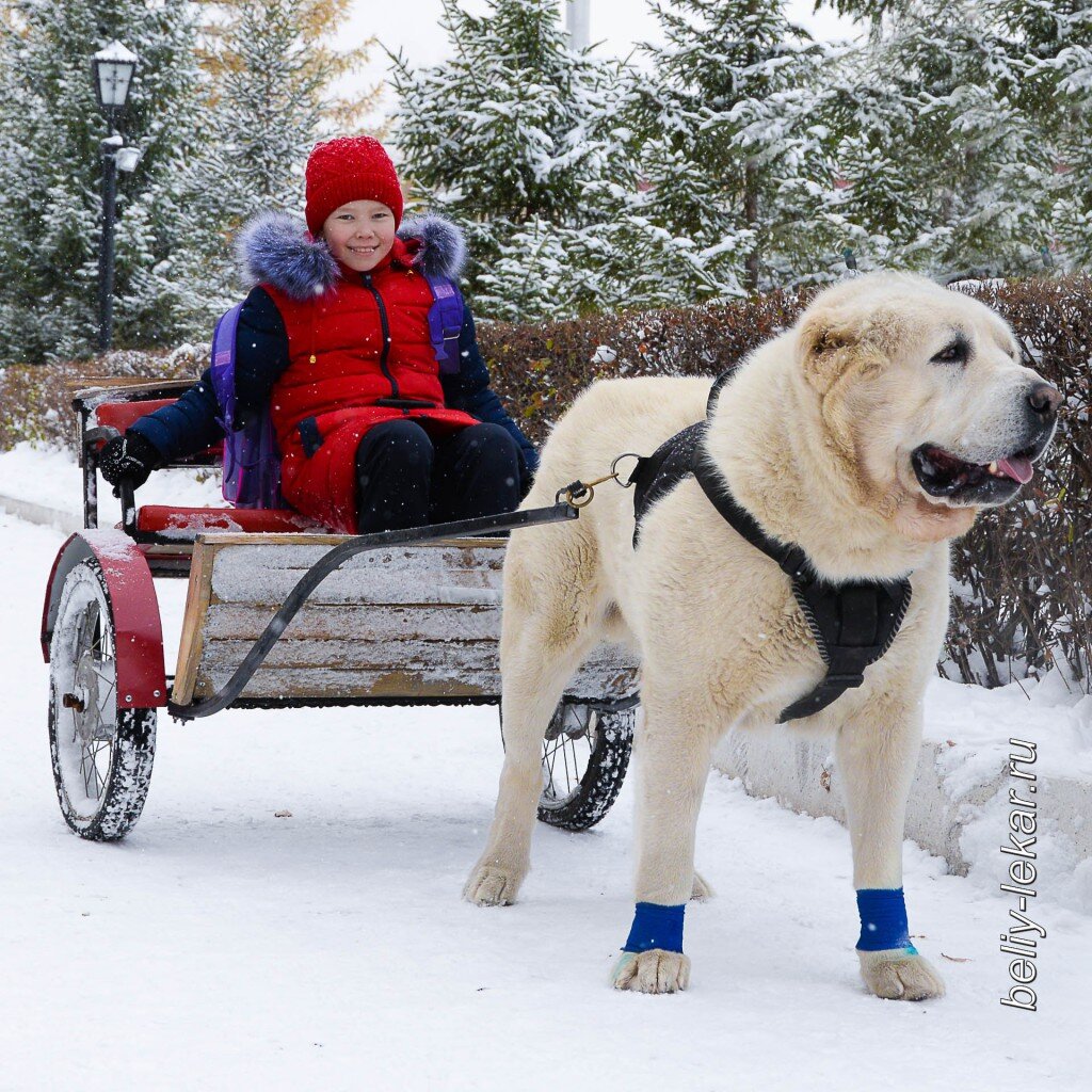 Среднеазиатская овчарка Хакай - ветеран питомника "Белый Лекарь". https://beliy-lekar.ru/dogs/sredneaziatskaya-ovcharka/hakay