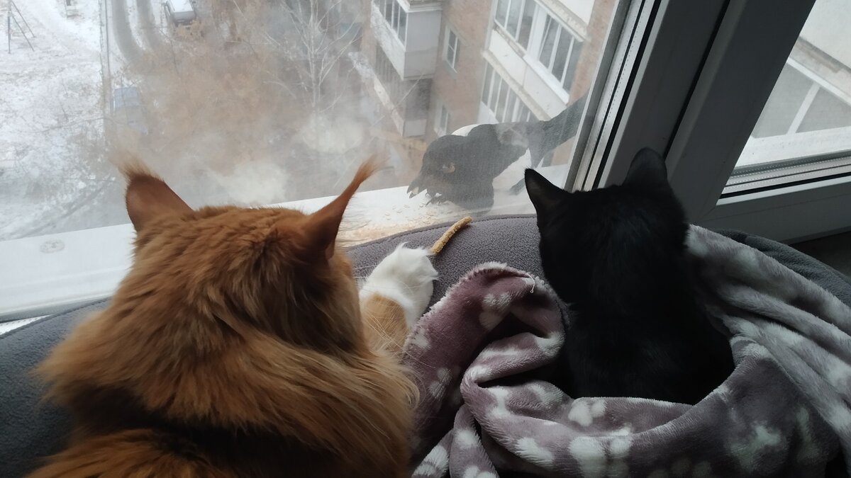 Мейн кун Стёпа и кот Тихон.