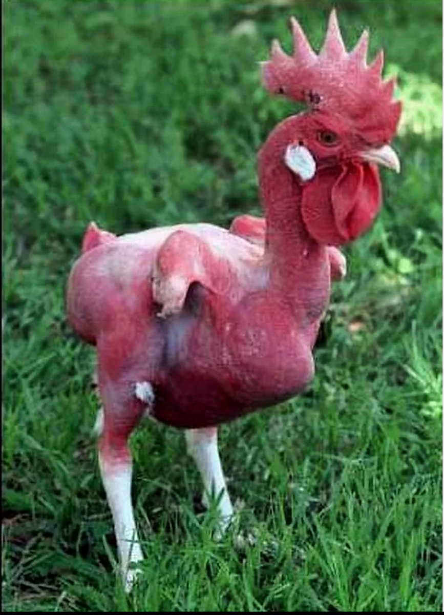 Фото из открытых источников