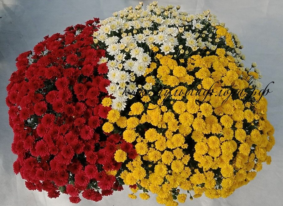 ампельная хризантема 3 цвета