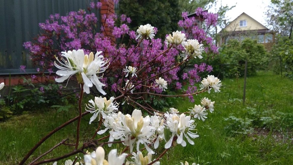 Рододендроны для Подмосковья