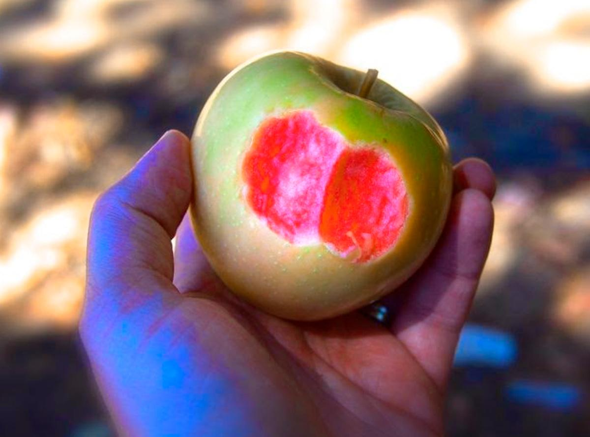 Какое яблоко в земле растет. Яблоня Пинк Перл. Сорт яблок -Пинк Перл (Pink Pearl). Яблоня розовый жемчуг (красная мякоть).
