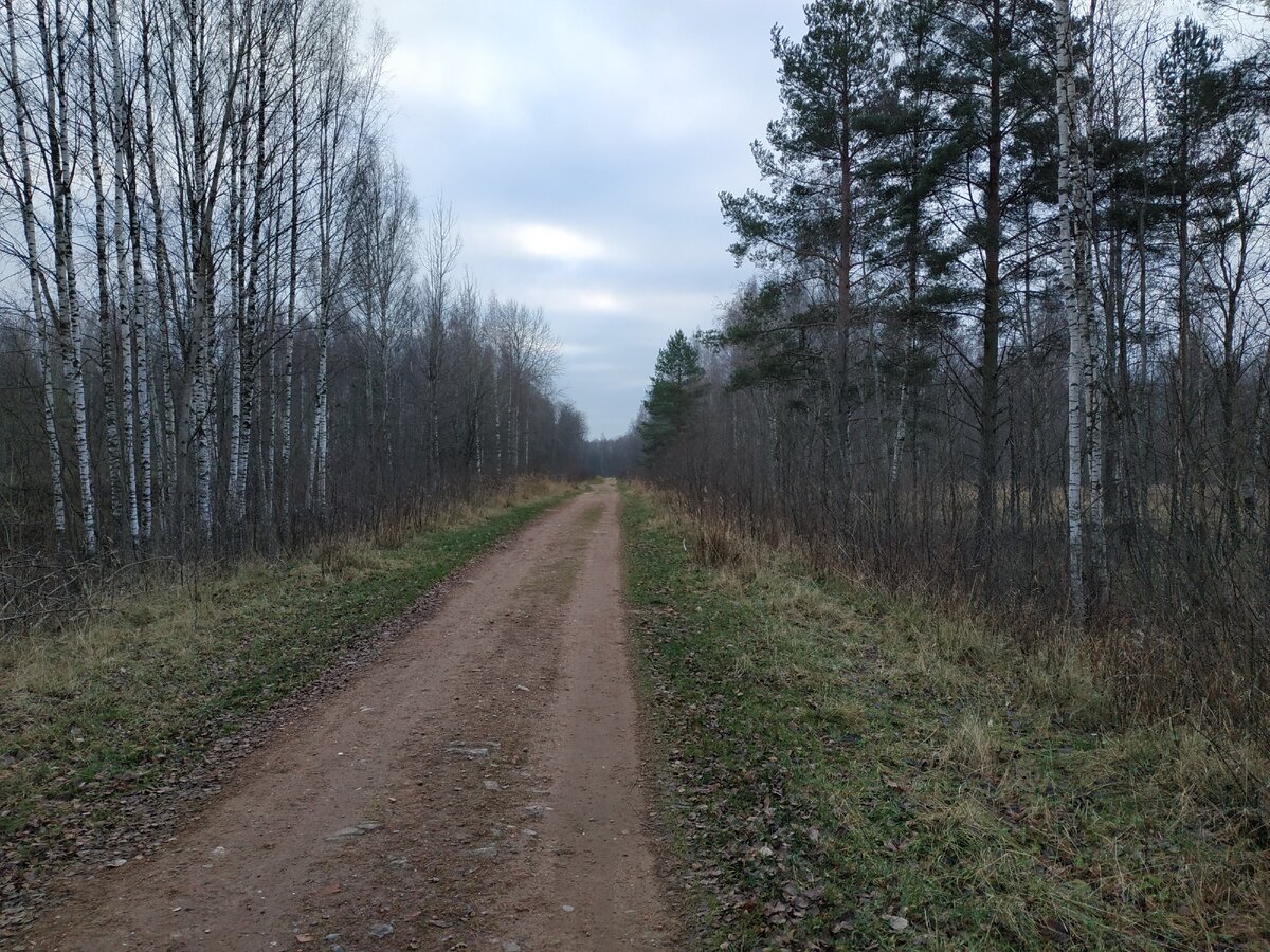 Дорога карьерам через лес от КПП Ржевского полигона. Единственных людей, которых мы тут встретили - были настоящие кладоискатели, вышедшие из леса с лопатами и металлоискателями.