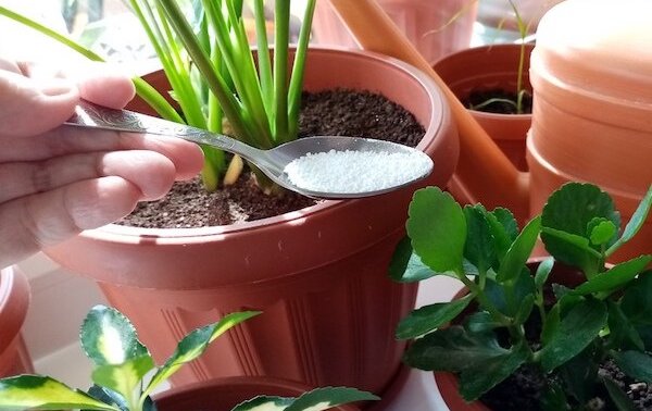 3 полезных удобрения для комнатных цветов в период покоя: чем подкормить, чтобы дать сил, но не разбудить2