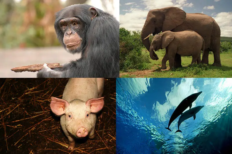 Самые умные животные в мире | Поиск пропавших животных - Следопыт | Дзен