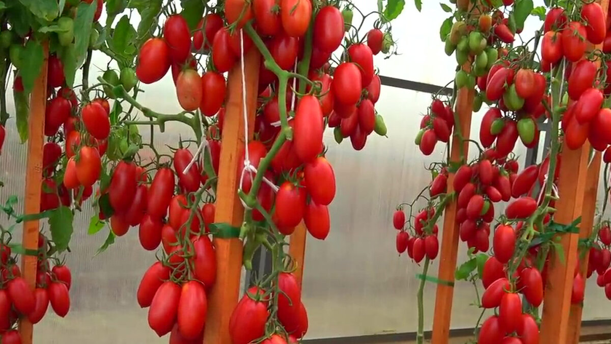 томаты джекпот описание отзывы. партнер семена томата джек пот. томаты джекпот описание отзывы. семена томат джек пот f1. семена томат джек пот f1.