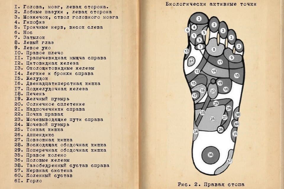 Проекция органов на правой стопе