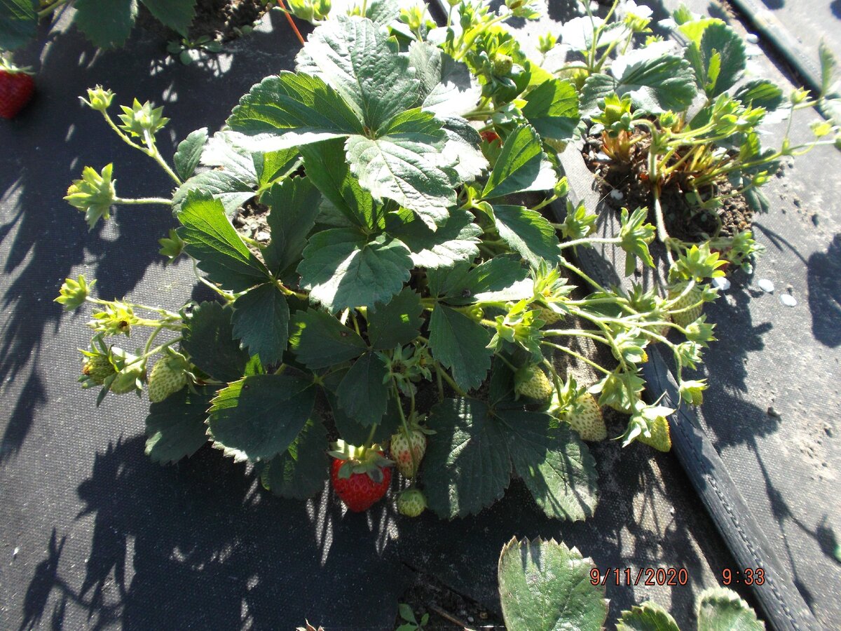 Годовалый куст ремонтантной клубники Мурано