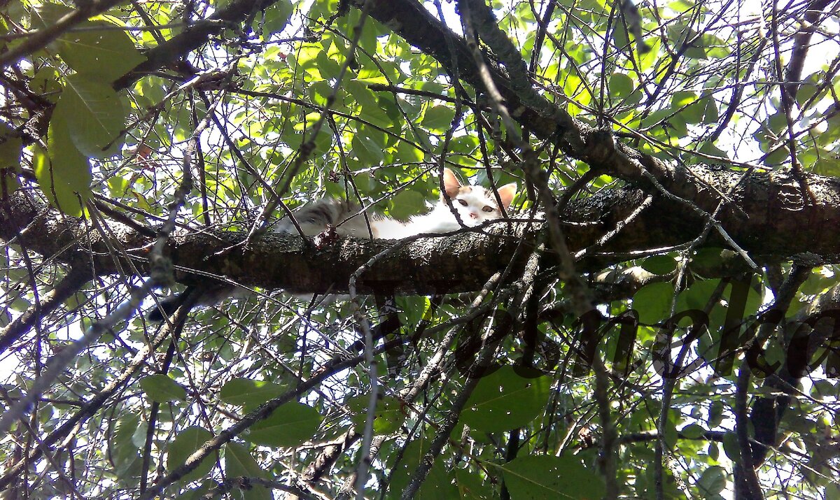 Фото автора статьи. Посмотрите на котика и улыбнитесь. Будем жить!