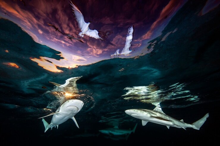 Источник: Renee Capozzola, underwaterphotographeroftheyear.com