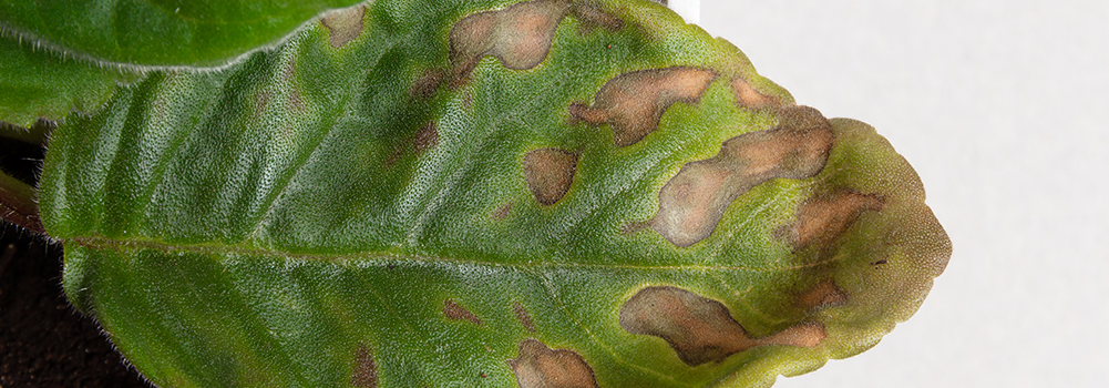 Появление коричневых пятен на листьях