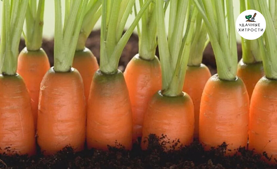 Несколько советов, которые помогут в борьбе за урожай