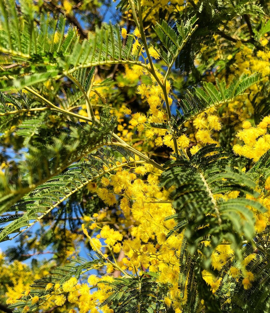 Букет мимоз - символ 8 марта