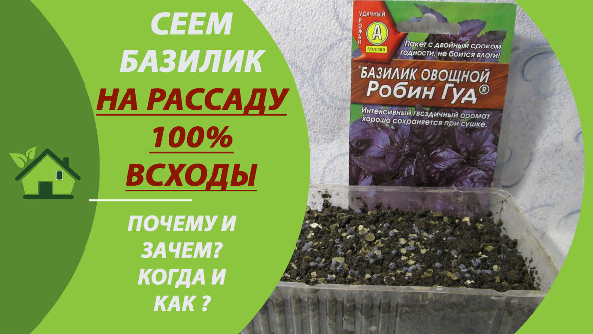 Когда сажать рассаду базилика в грунт. Базилик рассада. Сеем базилик на рассаду. Базилик на рассаду когда сажать. Как посеять базилик на рассаду.