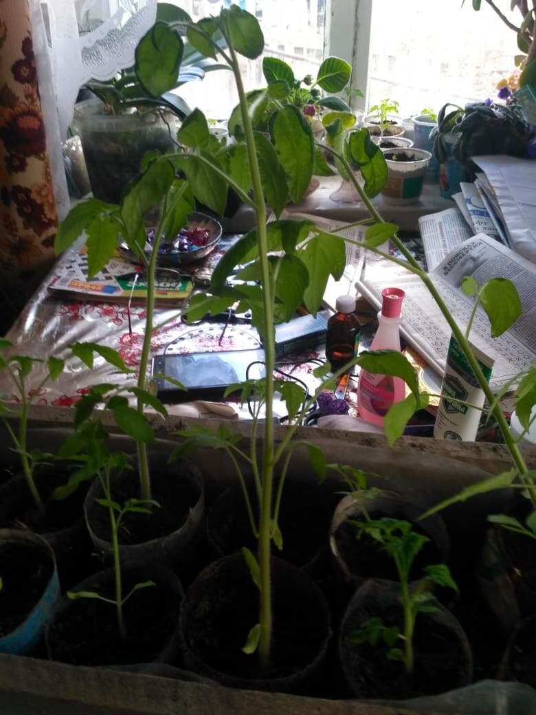 Вытянулись.