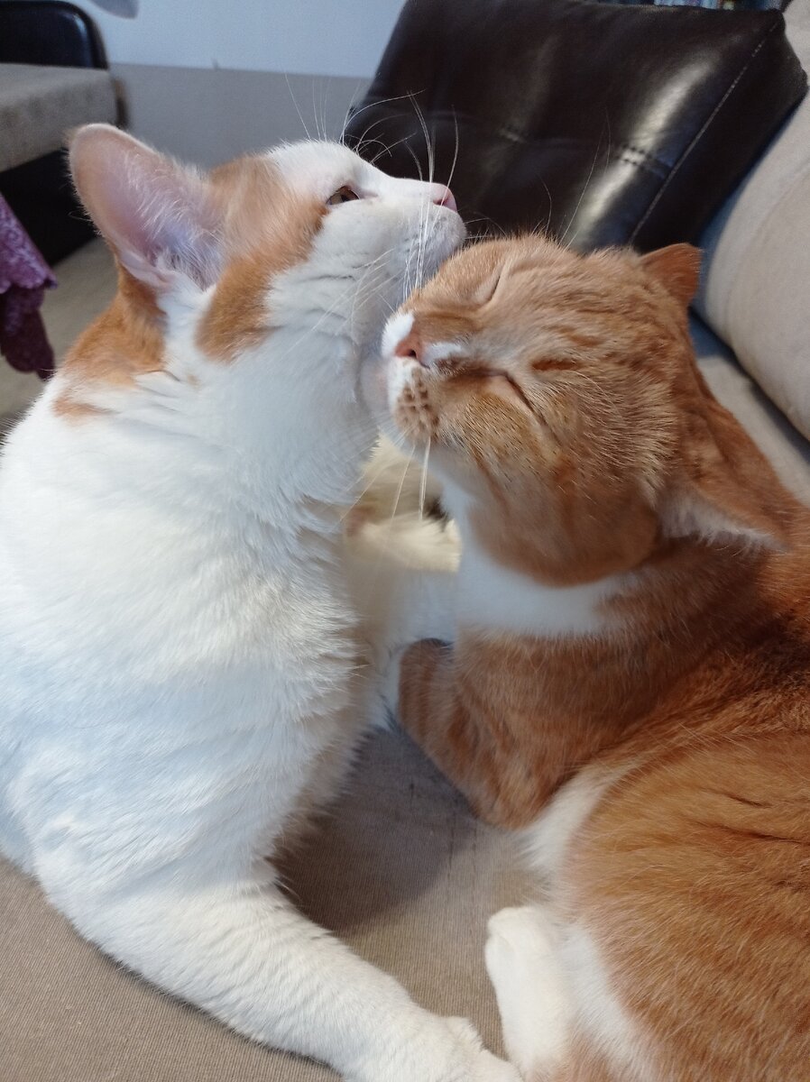Немного котоэротики из личного архива :D