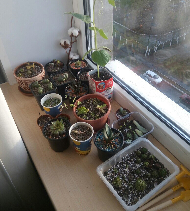 начало на подоконнике в спальне