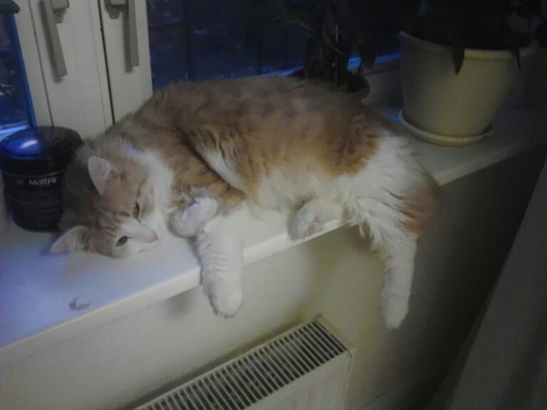 Нафаня. Источник фото: https://koteiki.com/ryzhiy-kot-reshil-poymat-udachu-za-hvost-i-otpravilsya-pryamikom-na-balkon-odnoy-zhenschiny/