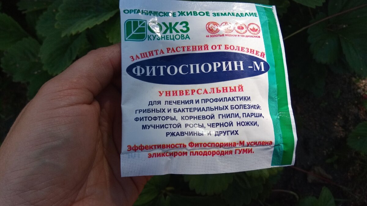 Фитоспорин осень. Фитоспорин для почвы в теплице осенью. Фитоспорин для обработки теплицы. 'фитоспорин м 200гр /40. Обработка теплицы осенью фитоспорином.