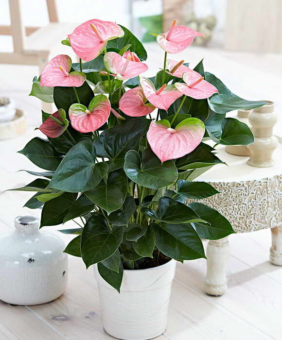 Антуриум - «Мужское счастье»