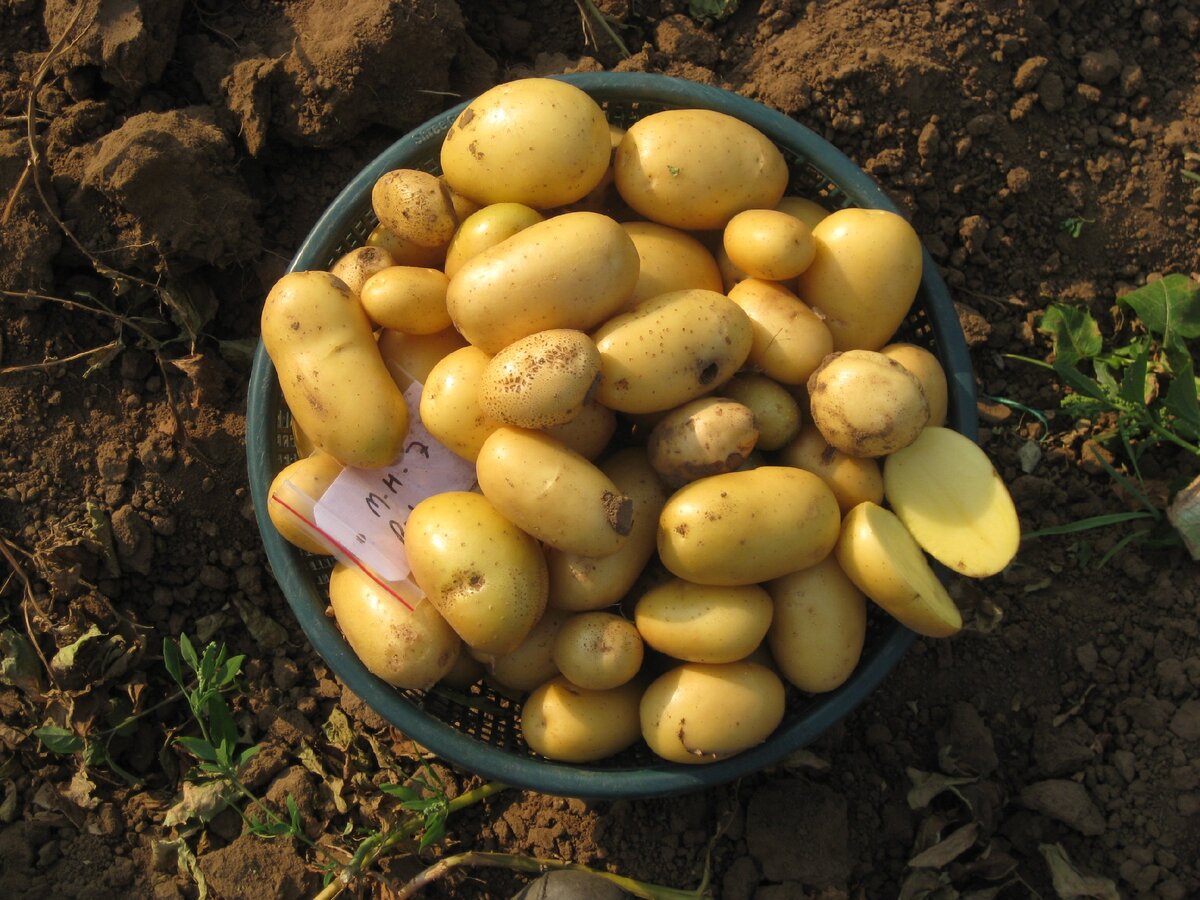 Сорт картофеля Люсинда. Селекция HZPC.