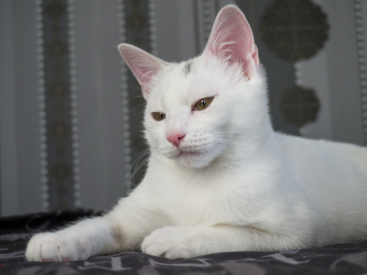 Котёнок Снежок. Фотография автора. Пристроен :)