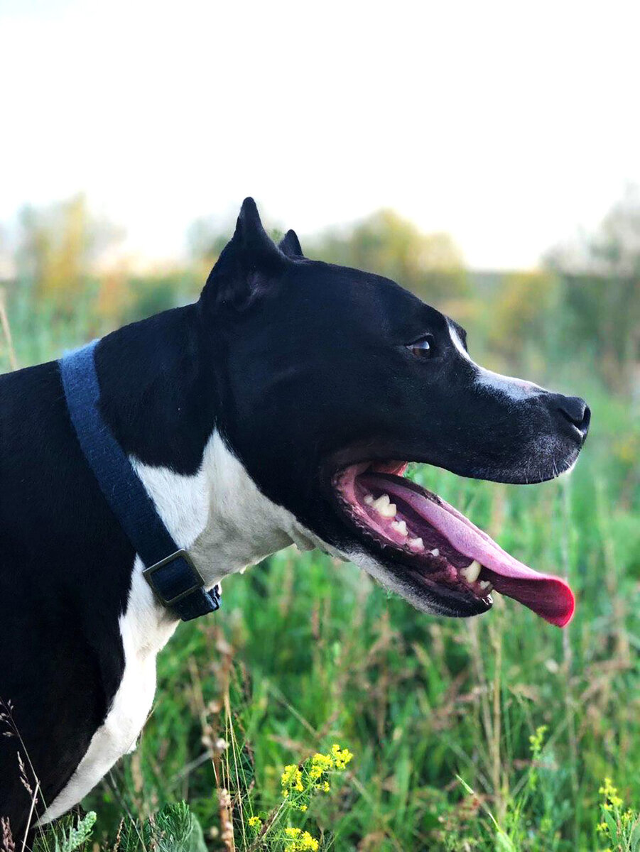 Питбуль Тор