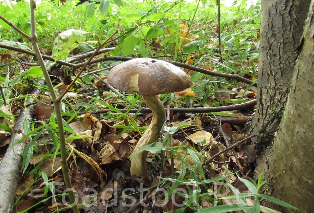 Соблазн велик, но смеяться нельзя! (фото И.Лебединского)