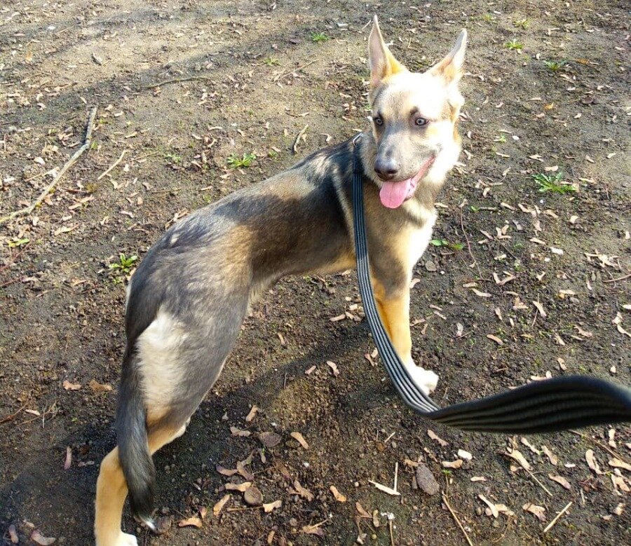 Брамс, который делает успехи