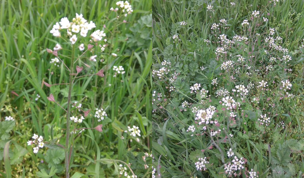 Фото: пастушьей сумки обыкновенной.