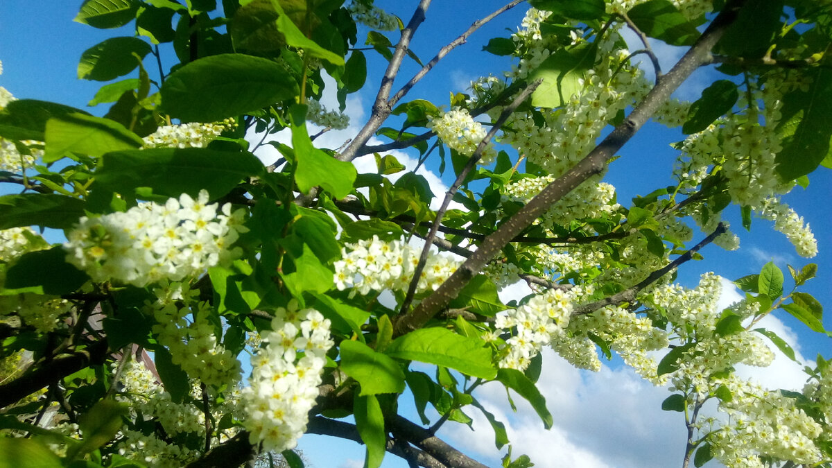 Черемуха у нас уже отцветает
