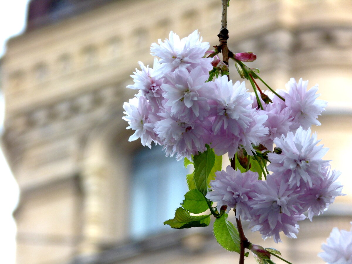 Сад Дружбы - островок российско-китайской дружбы в самом сердце Питера и излюбленное место отдыха горожан. Все фото автора