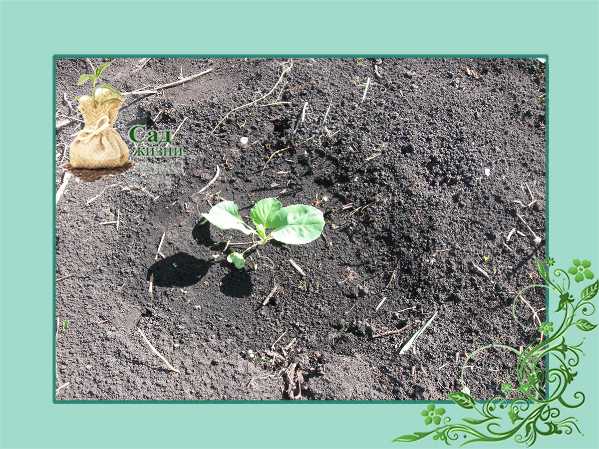 Высадка рассады капусты
