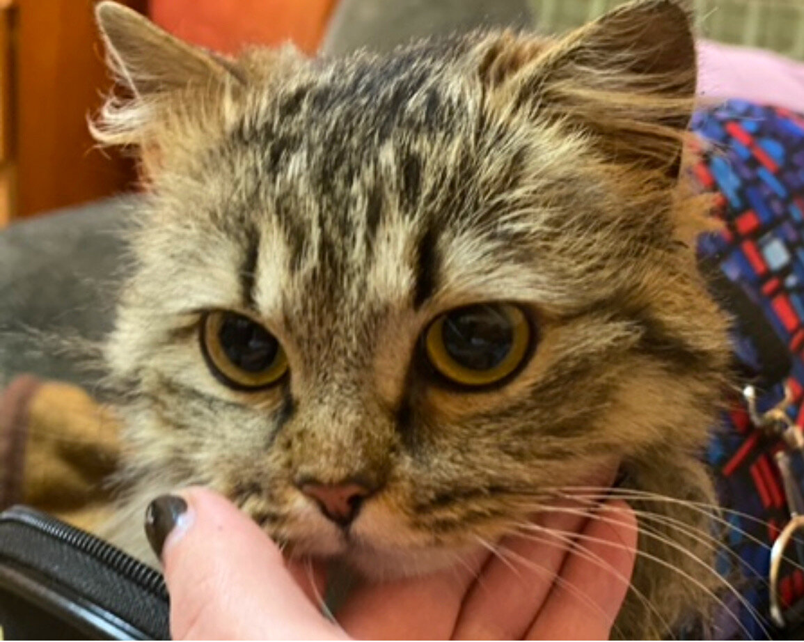 В тот вечер я как обычно пошла выносить мусор. На улице было совсем темно и вокруг ни души. Внезапно мне показалось, что рядом со мной кто-то  мяукнул.