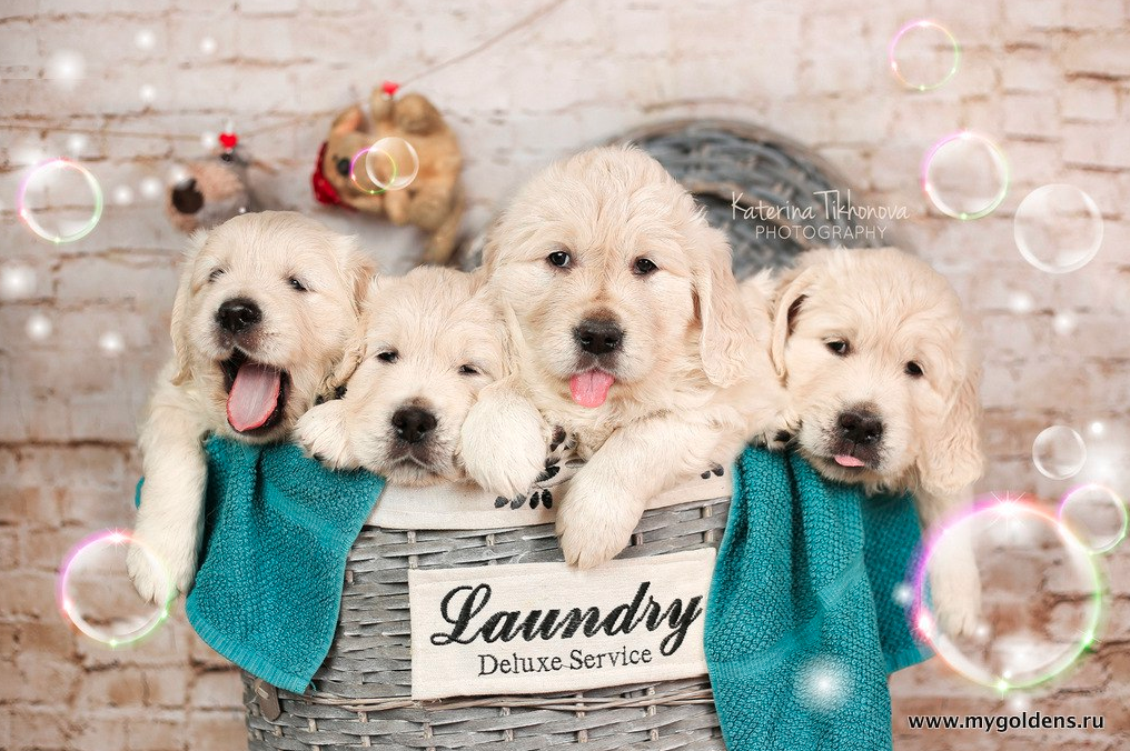 Щенки золотистого ретривера нашего питомника.